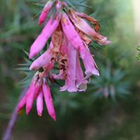 Sharlene Watson Photo 6