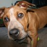 Samantha Brown Photo 47