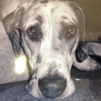 Theresa Mcpherson Photo 24