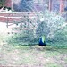Robin Peacock Photo 17