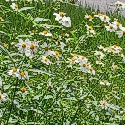 Roy Johnson Photo 37