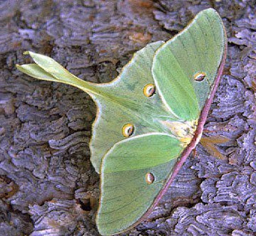 Katherine Wiggins Photo 20