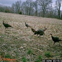 Tim Jeffers Photo 14