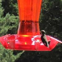 Deborah Briggs Photo 28 Deborah Briggs Photo 28