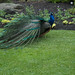 Kathryn Peacock Photo 21