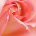 Janet Rose Photo 43