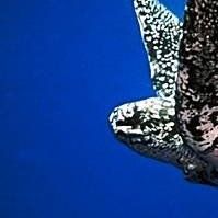 Kathleen Quirk Photo 30 Kathleen Quirk Photo 30