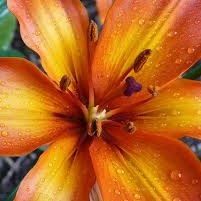 Crystal Short Photo 22