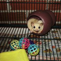 Janet Mcneil Photo 7