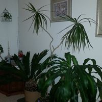 Annette Hayden Photo 21