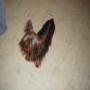 Julie Livengood Photo 13