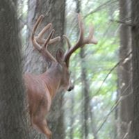 Stephen Crowe Photo 47 Stephen Crowe Photo 47