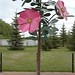 Stephen Mcpherson Photo 39