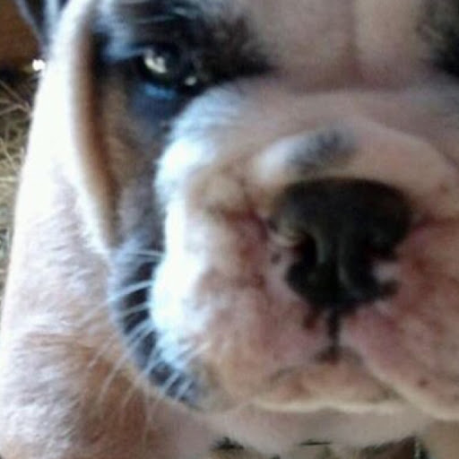 Diana Jenkins Photo 29