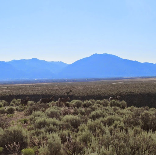 Paula Bowles Photo 6