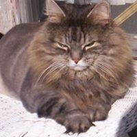 Johanna Mccarthy Photo 21