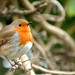 Robin Barrow Photo 3