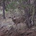 Robert Deer Photo 10