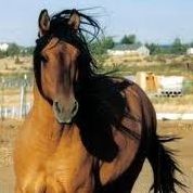 Debbie Cates Photo 32