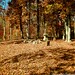 William Gallaher Photo 19