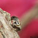 Al Ali Photo 24