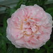 Evelyn Rose Photo 10