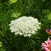 Anne Dill Photo 10