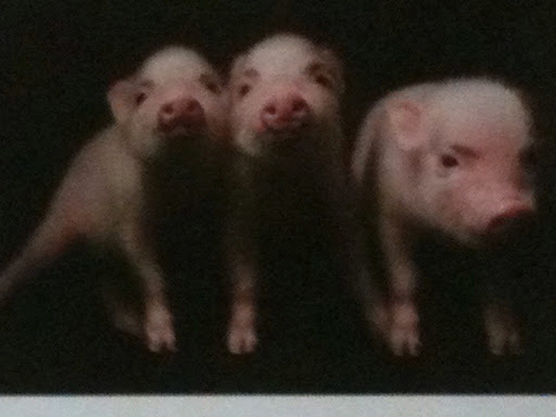 Kathy Rogers Photo 31