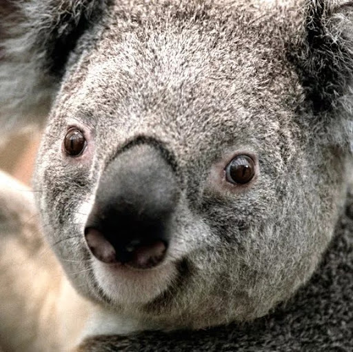 Lawrence Gilbert Photo 34 Lawrence Gilbert Photo 34