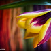 Marc Franz Photo 26
