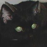 Helen Mitchell Photo 10