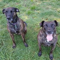 Shawn Briggs Photo 31