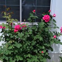 Susan Sherwin Photo 16 Susan Sherwin Photo 16