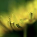 Dan Li Photo 22
