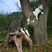 Alice Richards Photo 19