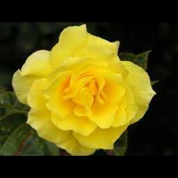 Natosha Robinson Photo 3