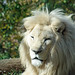 Bobby Manes Photo 10