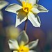 David Atkins Photo 31