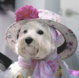 Yucheng Zhang Photo 12