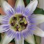 Julie Ackerman Photo 25