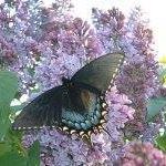 Pam Young Photo 23