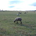Tim Lamb Photo 16