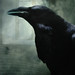Allen Howe Photo 17