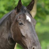 Sheri Wheeler Photo 28