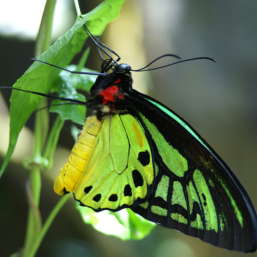 Renee Driver Photo 4