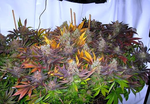 Richard Neely Photo 12