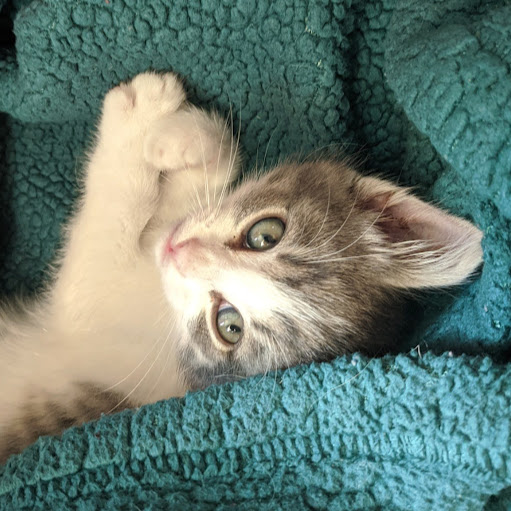 Amy Rhoades Photo 33