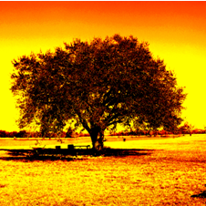 Thomas Settle Photo 17