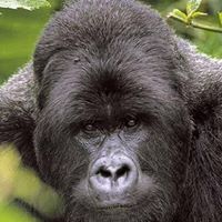 Charles Whitlock Photo 23