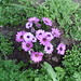 Marguerite Rose Photo 22